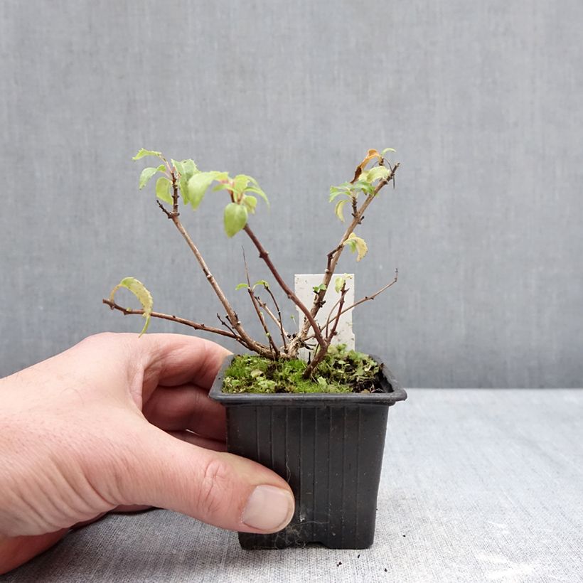 Example of Fuchsia rustique Margaret Thatcher Kweekpotje van 8/9 cm as you get in hiver