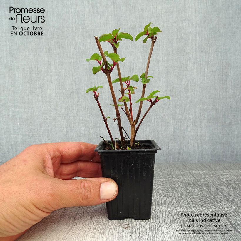 Exemplaar van Fuchsia Marjory Black - Bellenplant Kweekpotje van 7/8 cm zoals geleverd in de herfst