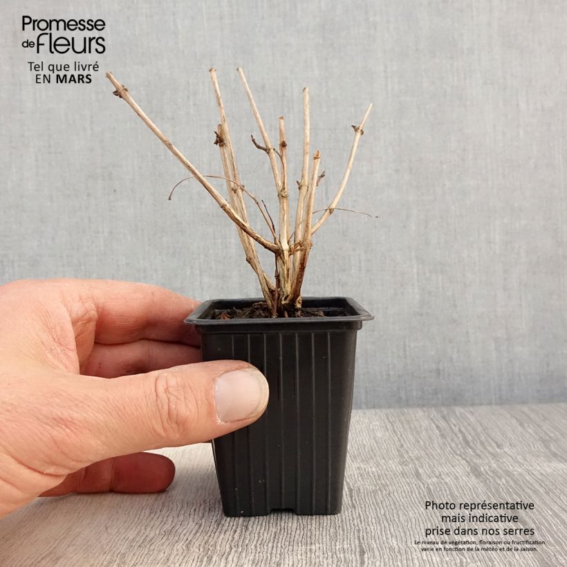 Exemplaar van Fuchsia Marjory Black - Bellenplant Kweekpotje van 7/8 cm zoals geleverd in de lente