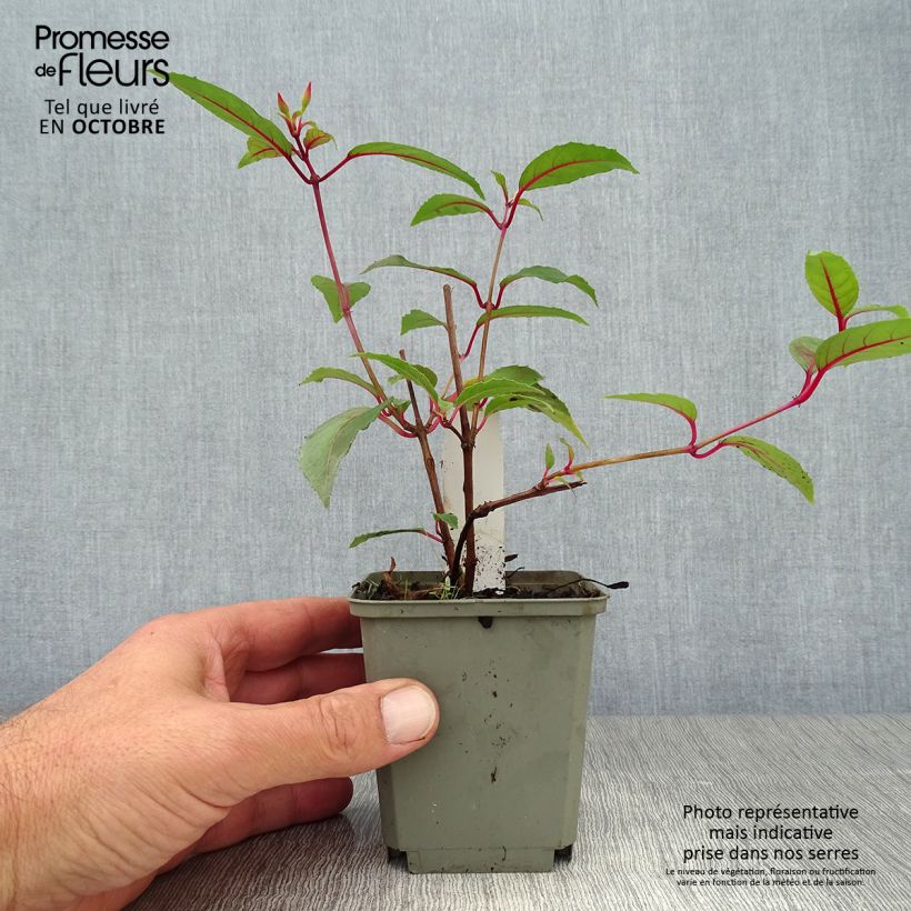 Exemplaar van Fuchsia Mme Cornelissen - Bellenplant Kweekpotje van 7/8 cm zoals geleverd in de herfst