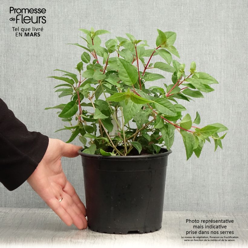 Exemplaar van Fuchsia Princess Dollar - Bellenplant Pot van 2 l/3 l zoals geleverd in de lente