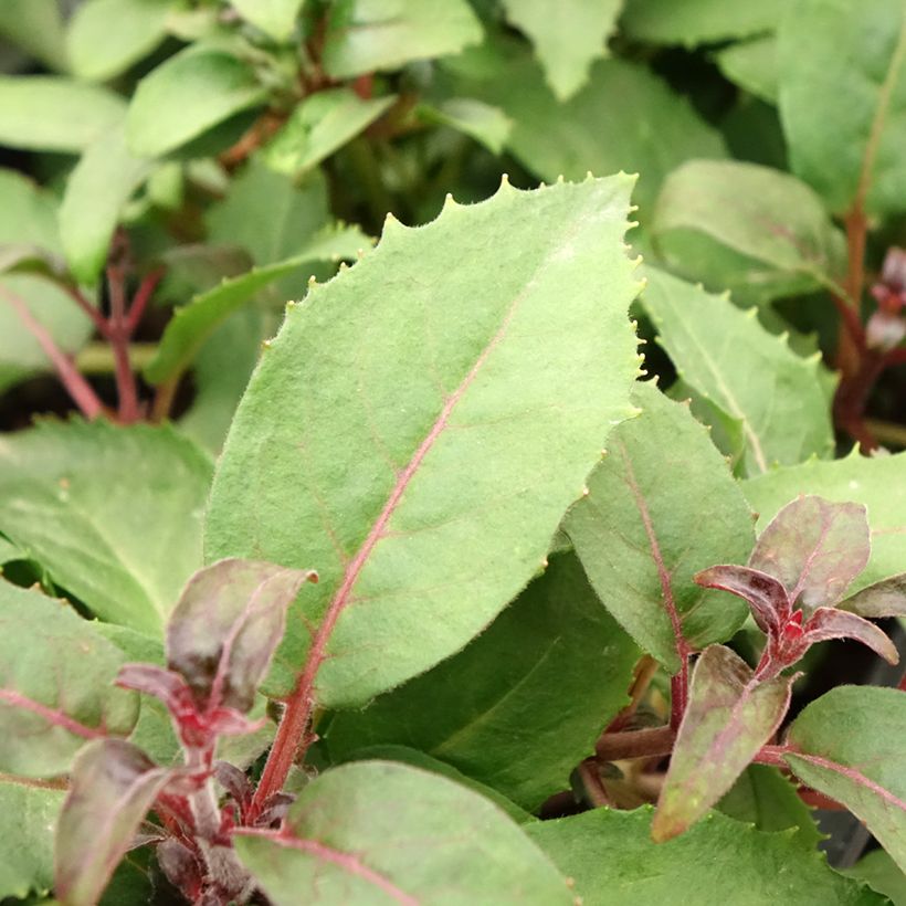 Fuchsia Shrimp Cocktail - Bellenplant (Blad)