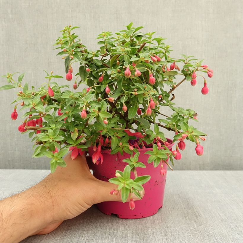 Exemplaar van Fuchsia Tom Thumb - Bellenplant Pot van 12 cm / 13 cm zoals geleverd in de zomer