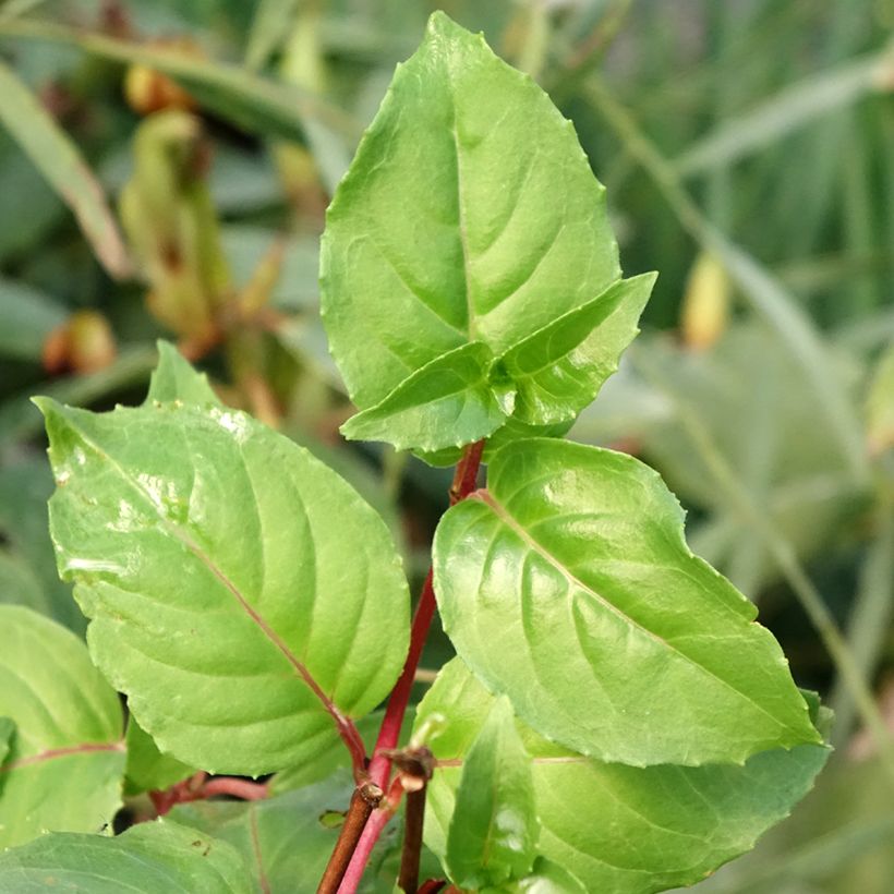 Fuchsia White King - Bellenplant (Blad)