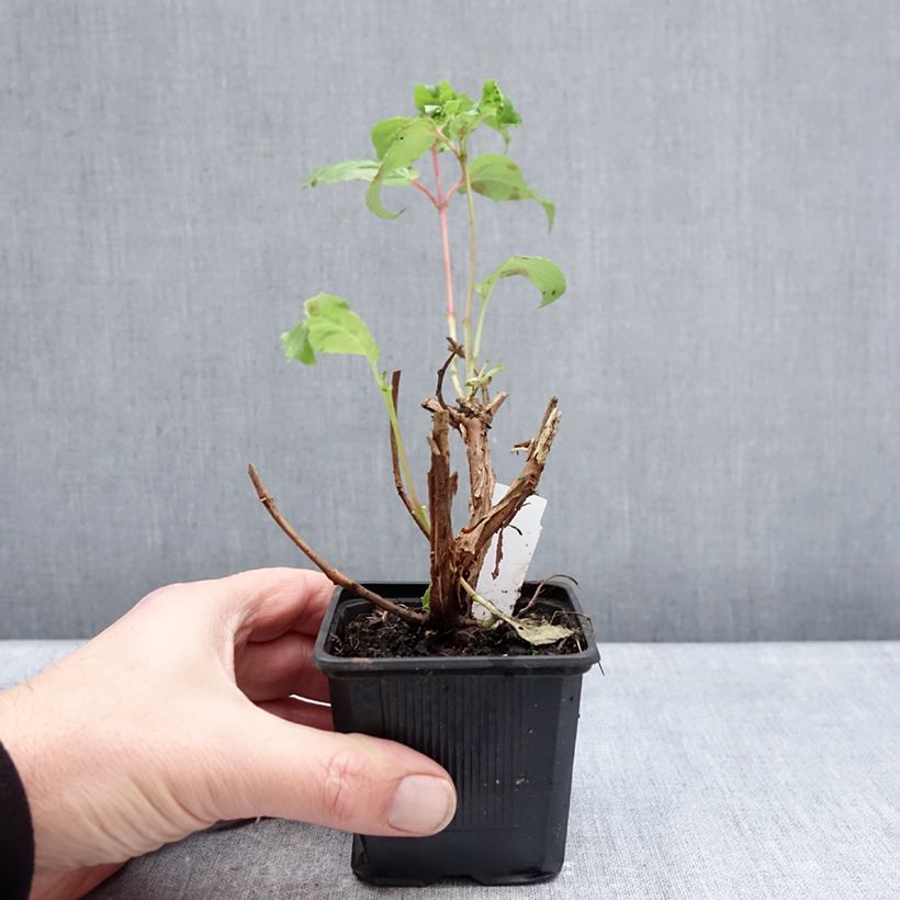 Example of Fuchsia White King - Bellenplant Kweekpotje van 8/9 cm as you get in hiver