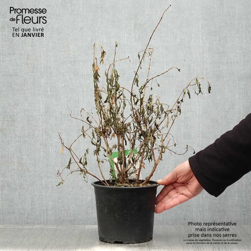 Example of Fuchsia rustique Whiteknights Pearl Pot van 2 l/3 l as you get in hiver