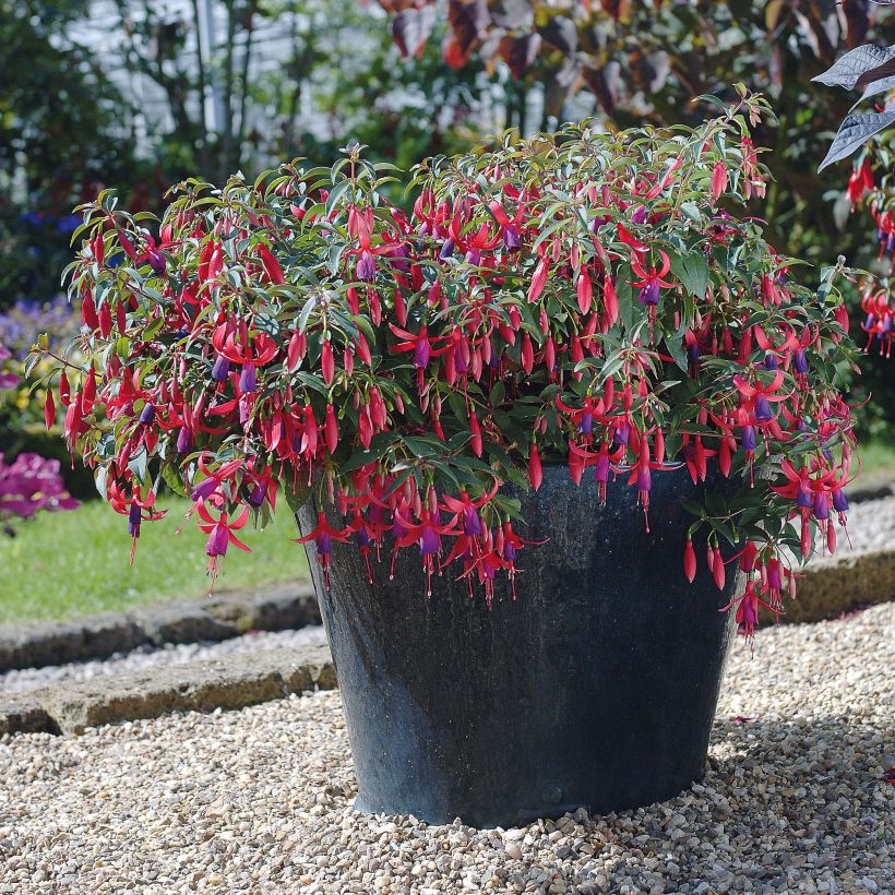 Fuchsia Sundancer - Bellenplant (Flowering)