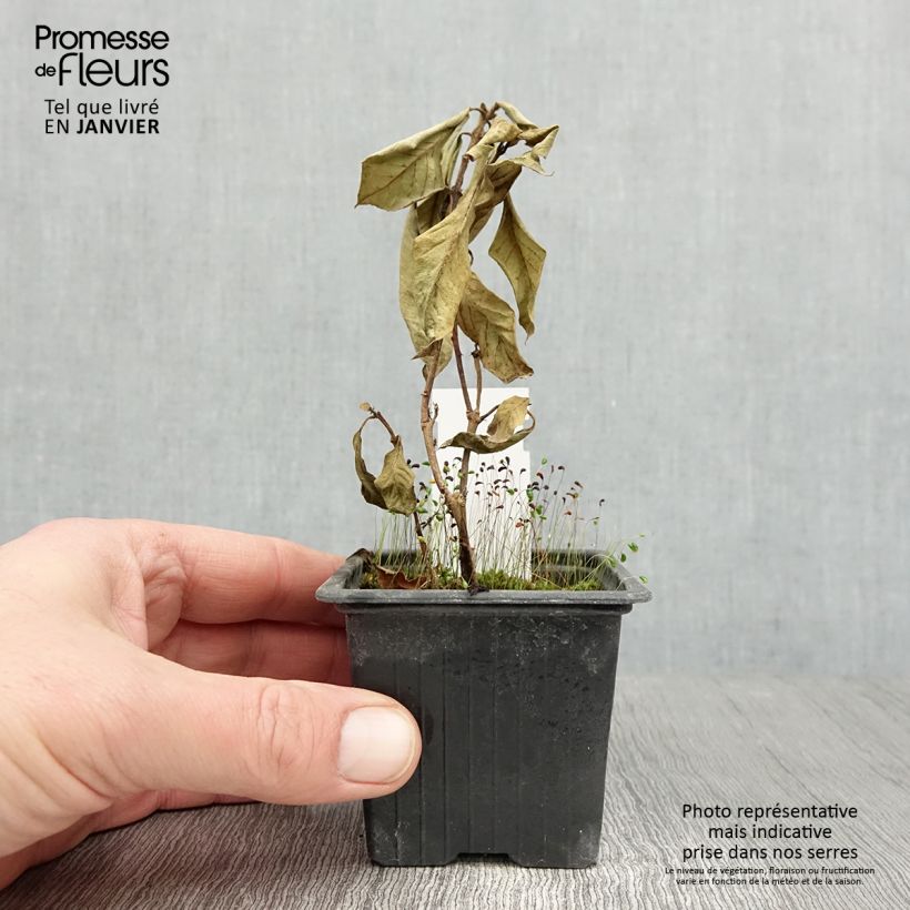 Example of Fuchsia Thalia - Bellenplant Kweekpotje van 8/9 cm as you get in hiver