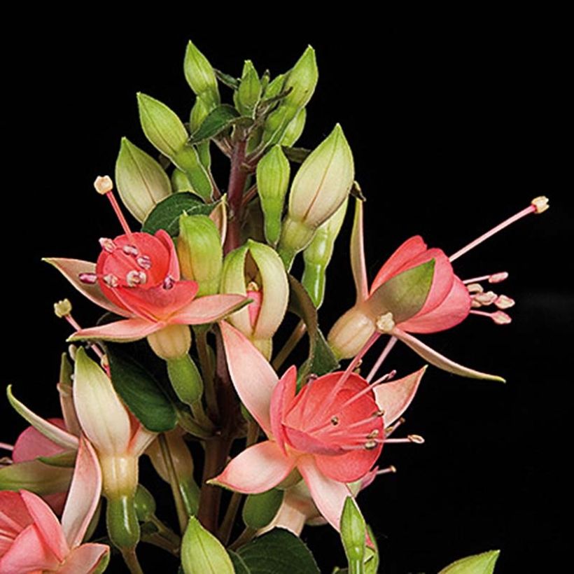 Fuchsia Walz Jubelteen - Bellenplant (Flowering)