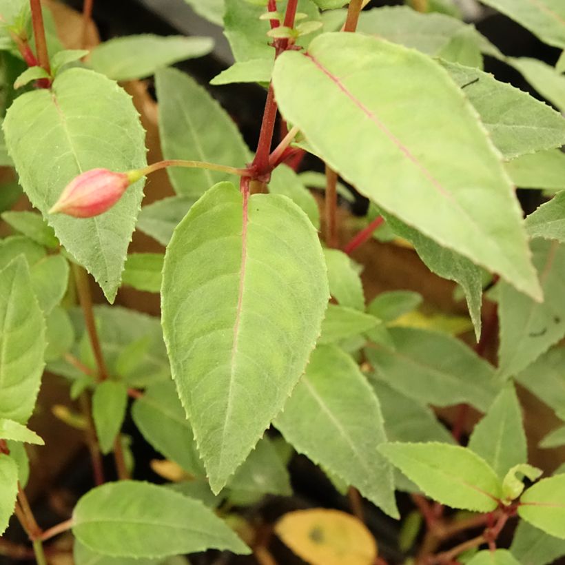 Fuchsia Winston Churchill - Bellenplant (Blad)