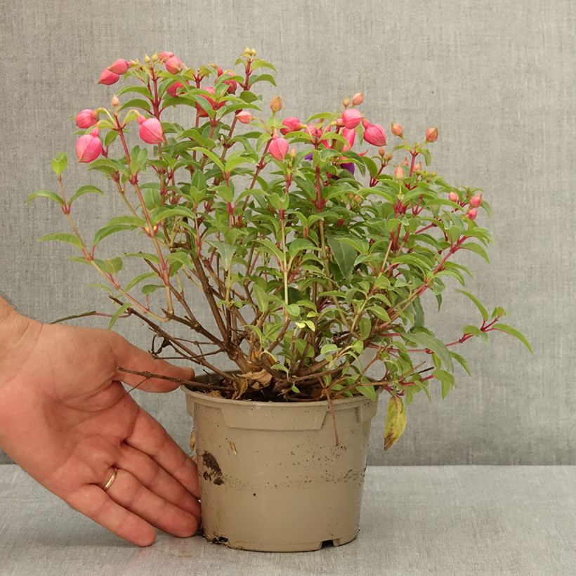 Exemplaar van Fuchsia Winston Churchill - Bellenplant Pot van 12 cm / 13 cm zoals geleverd in de zomer