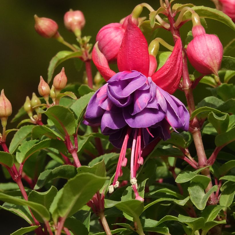 Fuchsia Winston Churchill - Bellenplant (Bloei)