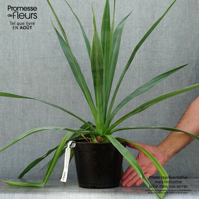 Exemplaar van Furcraea bedinghausii Pot van 3 l/4 l zoals geleverd in de zomer
