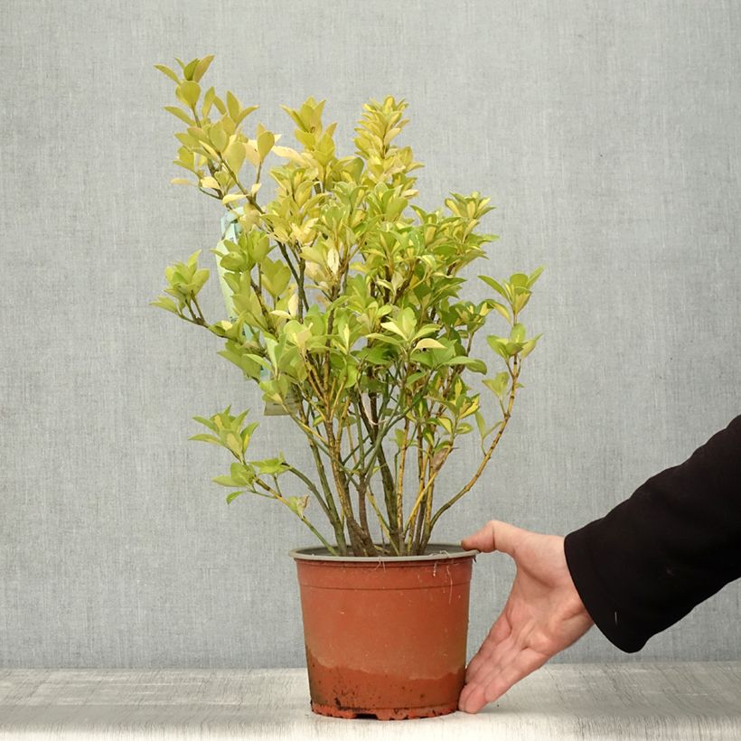 Exemplaar van Euonymus japonicus Duc d'Anjou - Japanse kardinaalsmuts Pot van 3 l/4 l zoals geleverd in de herfst