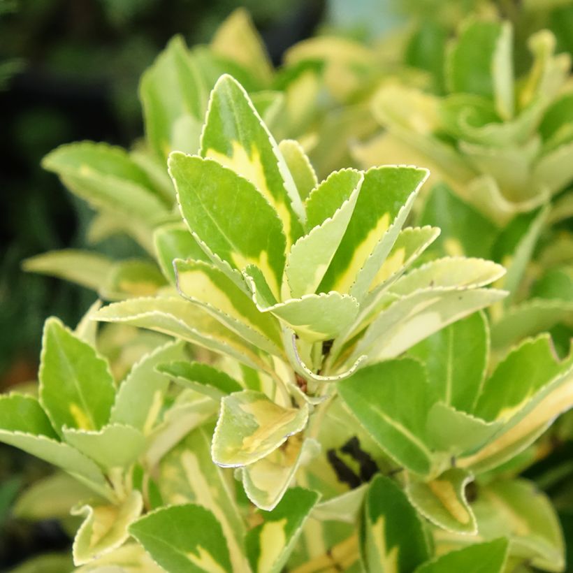 Euonymus japonicus Duc d'Anjou - Japanse kardinaalsmuts (Blad)