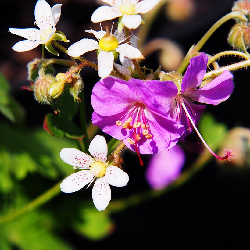 Geranium cantabrigiense Cambridge - Ooievaarsbek (Flowering)