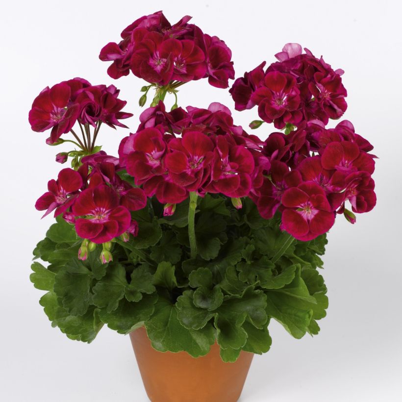 Pelargonium Flower Fairy Velvet - Zonale geranium (Plant habit)