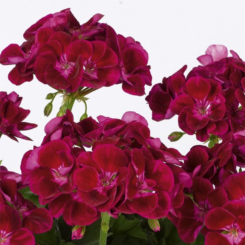 Pelargonium Flower Fairy Velvet - Zonale geranium (Bloei)