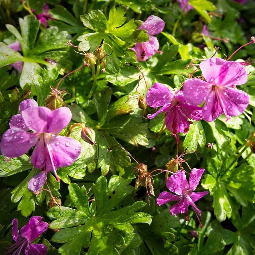 Geranium cantabrigiense Abpp Crystal Rose - Ooievaarsbek roze (Flowering)