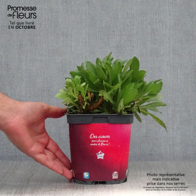 Exemplaar van Gaillardia aristata Arizona Red - Kokardebloem Pot van 2 l/3 l zoals geleverd in de herfst