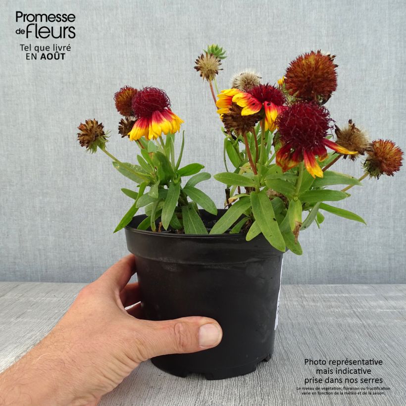 Exemplaar van Gaillardia Lutin - Kokardebloem Pot van 2 l/3 l zoals geleverd in de zomer