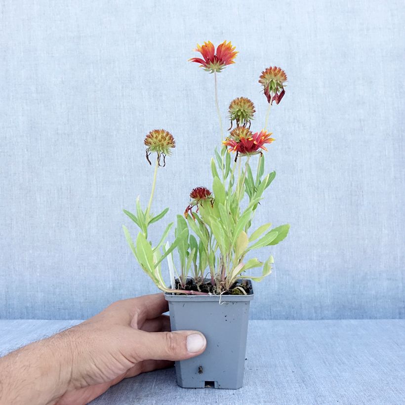 Exemplaar van Gaillardia Tokayer - Kokardebloem Kweekpotje van 8/9 cm zoals geleverd in de zomer