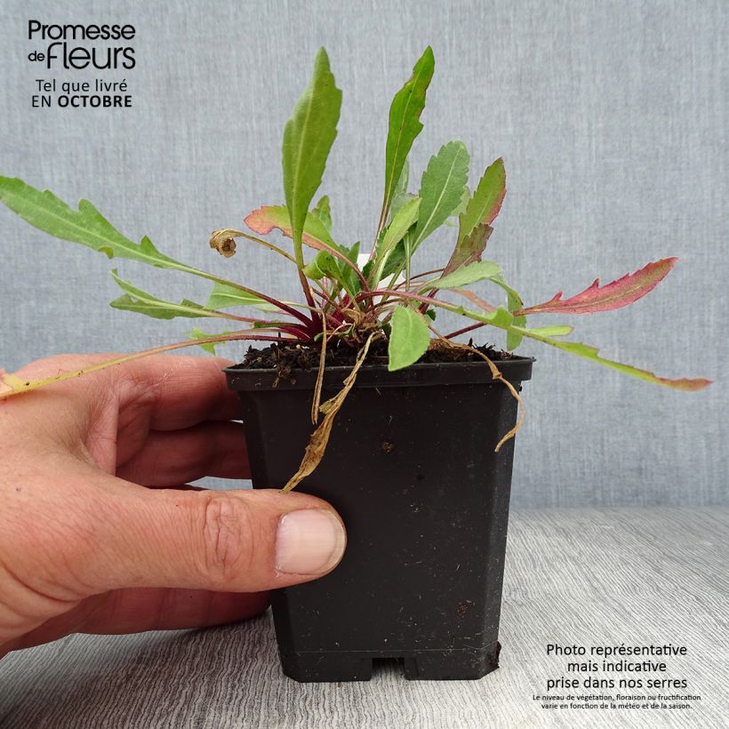 Exemplaar van Gaillardia Tokayer - Kokardebloem Kweekpotje van 8/9 cm zoals geleverd in de herfst