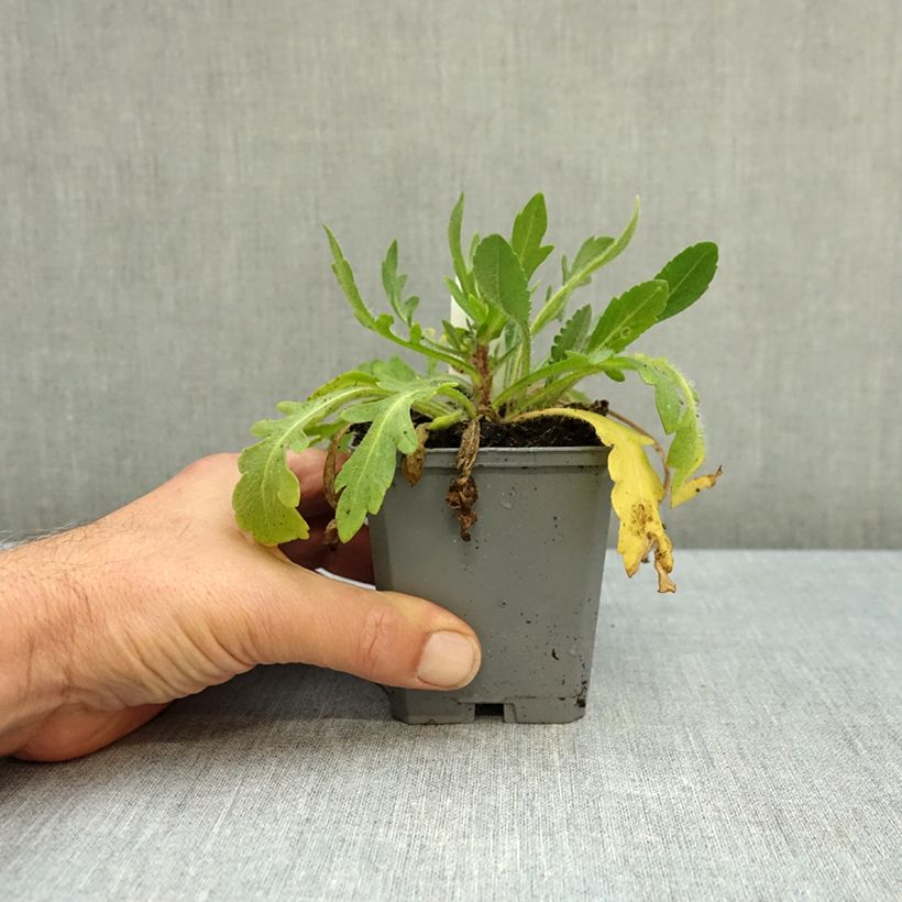 Exemplaar van Gaillardia Arizona Sun - Kokardebloem Kweekpotje van 8/9 cm zoals geleverd in de herfst