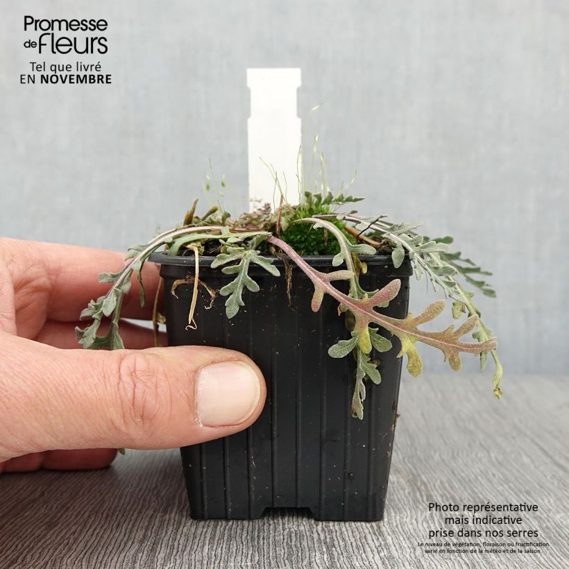 Exemplaar van Gaillardia pinnatifida - Kokardebloem Kweekpotje van 8/9 cm zoals geleverd in de herfst