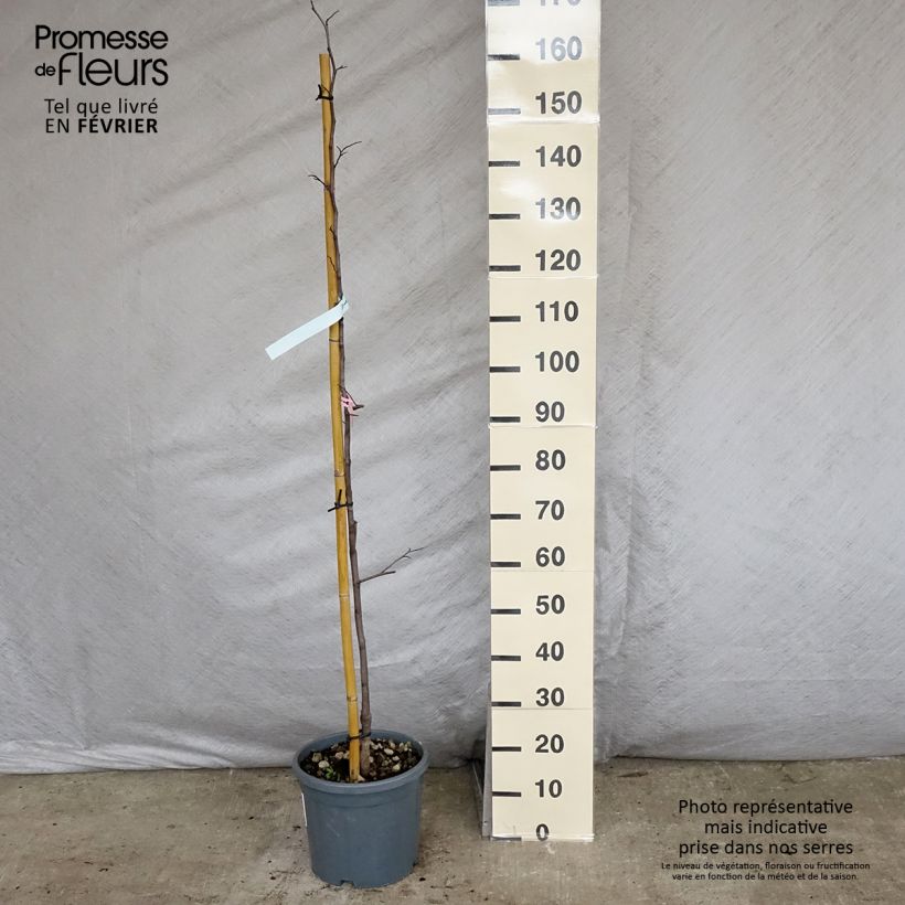 Example of Gainier du Canada - Cercis canadensis Cascading Hearts Pot van 7,5 l/10 l as you get in hiver