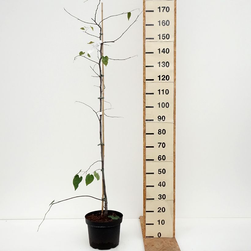 Exemplaar van Cercis canadensis Cascading Hearts - Amerikaanse Judasboom Pot van 7,5 l/10 l zoals geleverd in de herfst