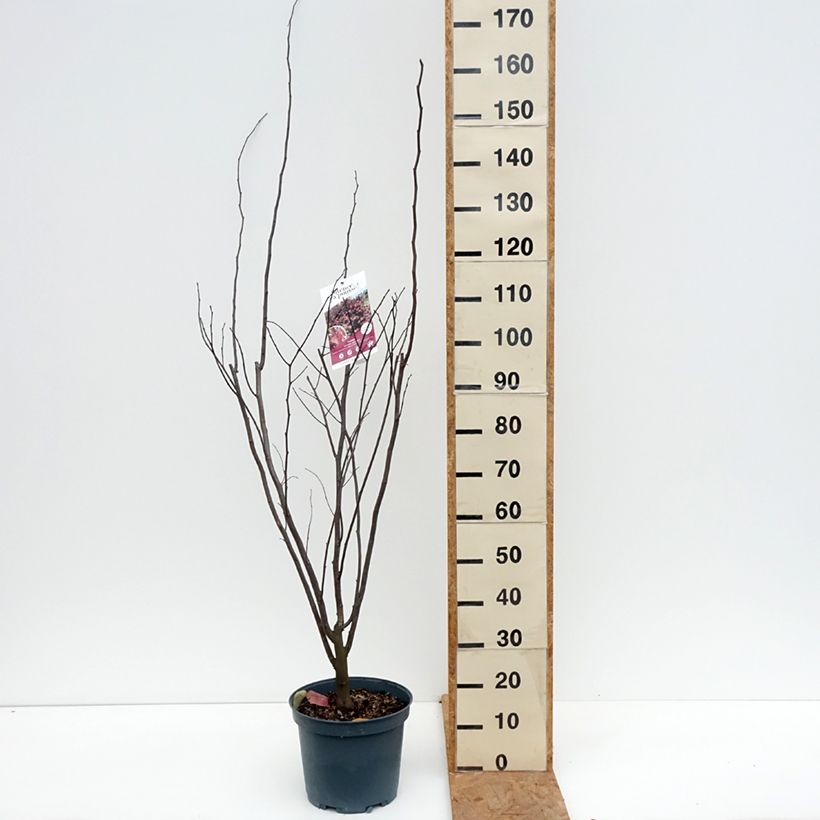 Exemplaar van Cercis canadensis Red Force - Amerikaanse Judasboom Pot van 7,5 l/10 l zoals geleverd in de herfst
