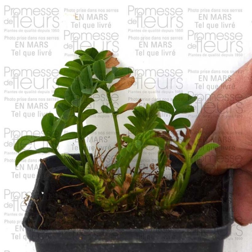 Voorbeeld van een exemplaar van Galega hartlandii Lady Wilson - Geitenruit Kweekpotje van 8/9 cm zoals geleverd