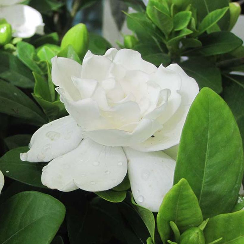 Gardenia jasminoides Crown Jewel - Kaapse jasmijn (Flowering)