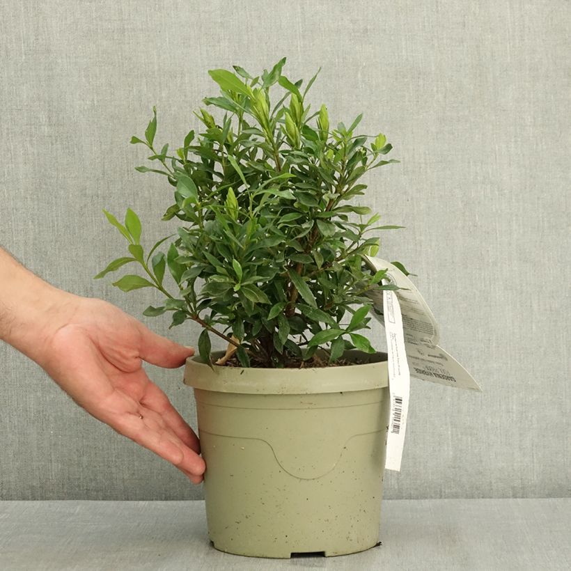 Exemplaar van Gardenia hybride Fool Proof Pot van 3 l/4 l zoals geleverd in de zomer