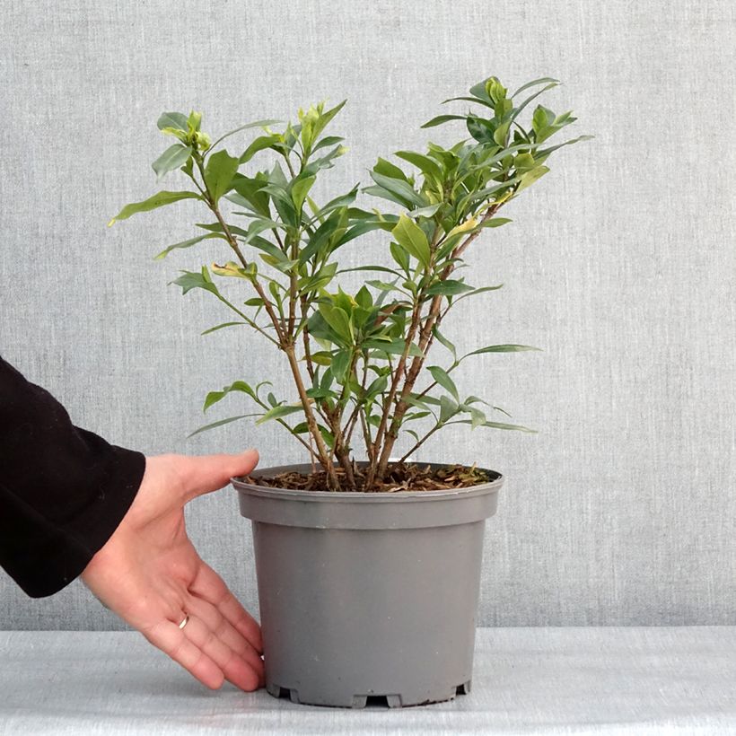 Example of Gardenia jasminoides Celestial Star - Kaapse jasmijn Pot van 3 l/4 l as you get in hiver