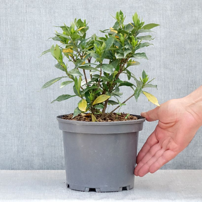 Exemplaar van Gardenia jasminoides Celestial Star - Kaapse jasmijn Pot van 3 l/4 l zoals geleverd in de lente
