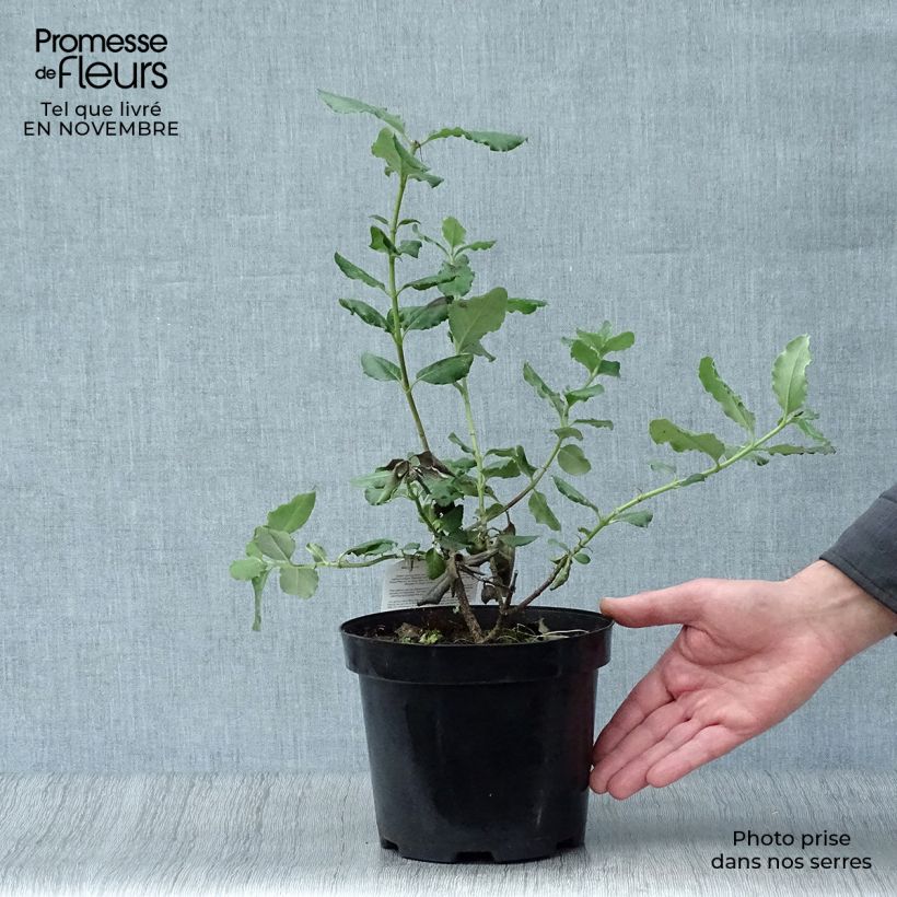 Example of Garrya elliptica - Garrya à feuilles elliptiques Pot van 2 l/3 l as you get in automne