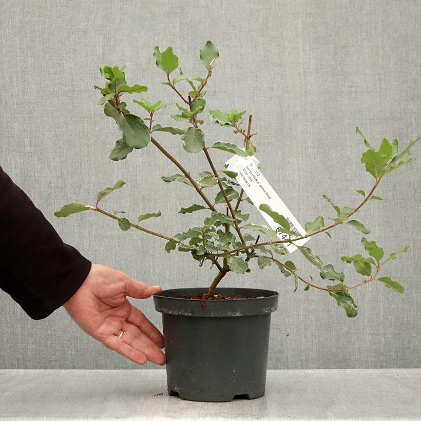 Example of Garrya elliptica James Roof - Katjesstruik Pot van 2 l/3 l as you get in automne