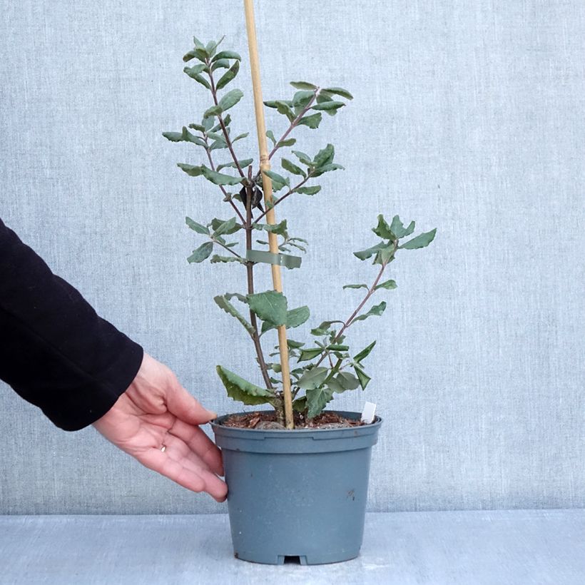 Exemplaar van Garrya elliptica James Roof - Katjesstruik Pot van 2 l/3 l zoals geleverd in de winter