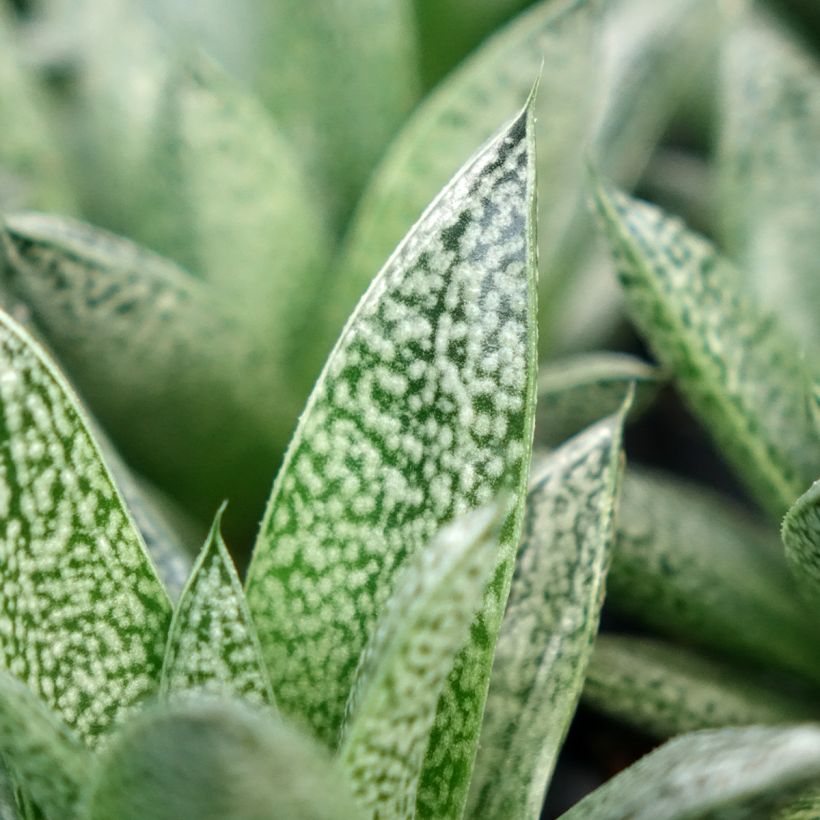 Gasteria D. Nella (Blad)