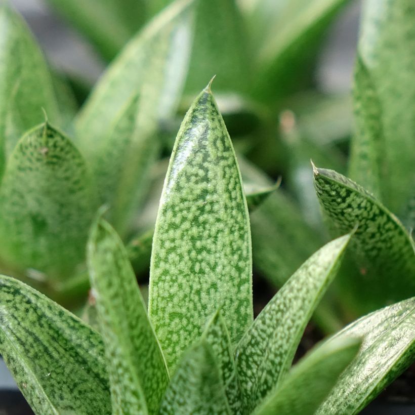 Gasteria D. Tiga (Blad)