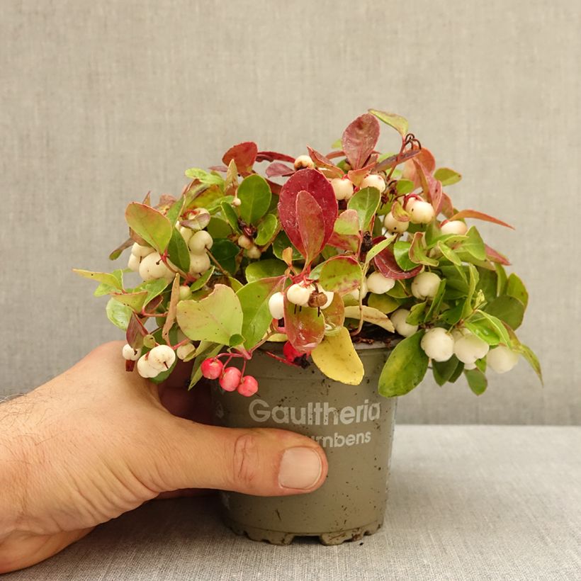 Exemplaar van Gaultheria procumbens Color Surprise - Bergthee Pot van 10 cm/11 cm zoals geleverd in de herfst