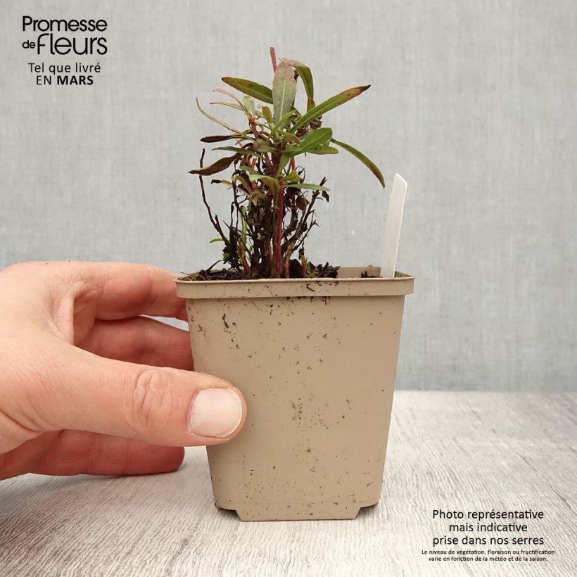 Exemplaar van Gaura Crimson Butterfly - Prachtkaars Kweekpotje van 8/9 cm zoals geleverd in de lente