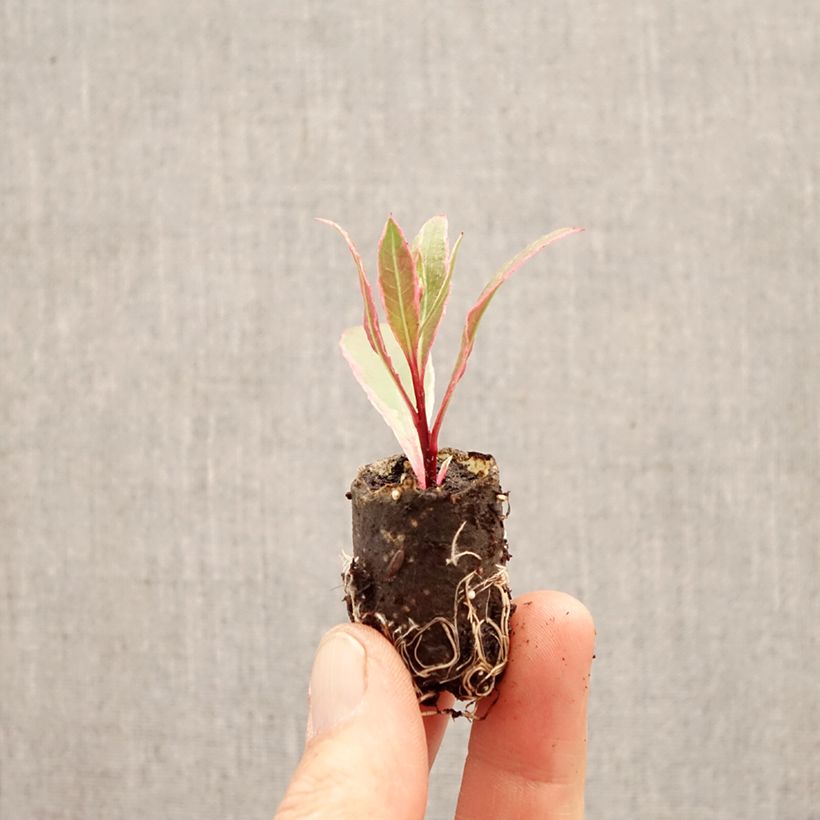 Exemplaar van Gaura EVERLAST Viva Nova Mini-mot Ø 3/4 cm zoals geleverd in de lente
