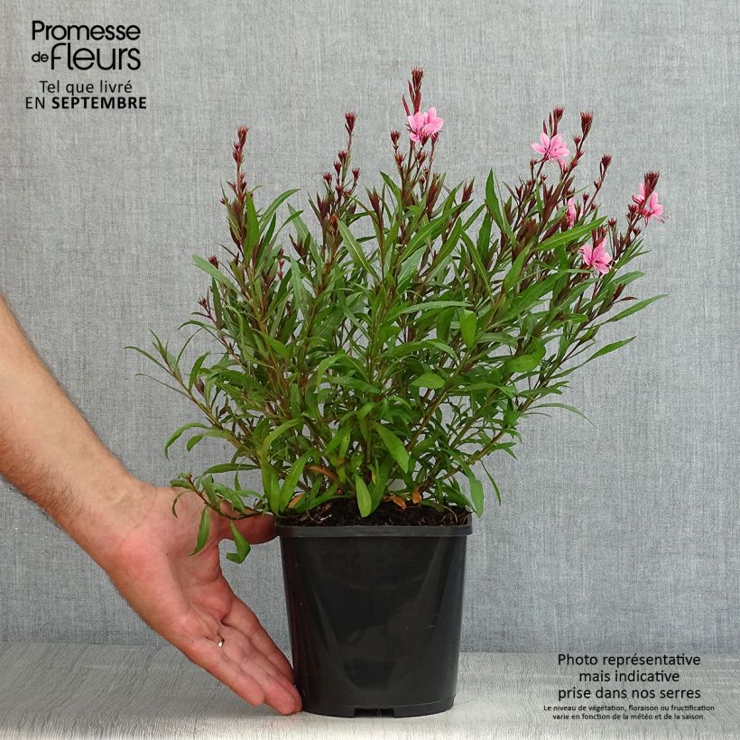 Exemplaar van Gaura lindheimeri Baby Butterfly Dark Pink - Prachtkaars Pot van 2 l/3 l zoals geleverd in de zomer