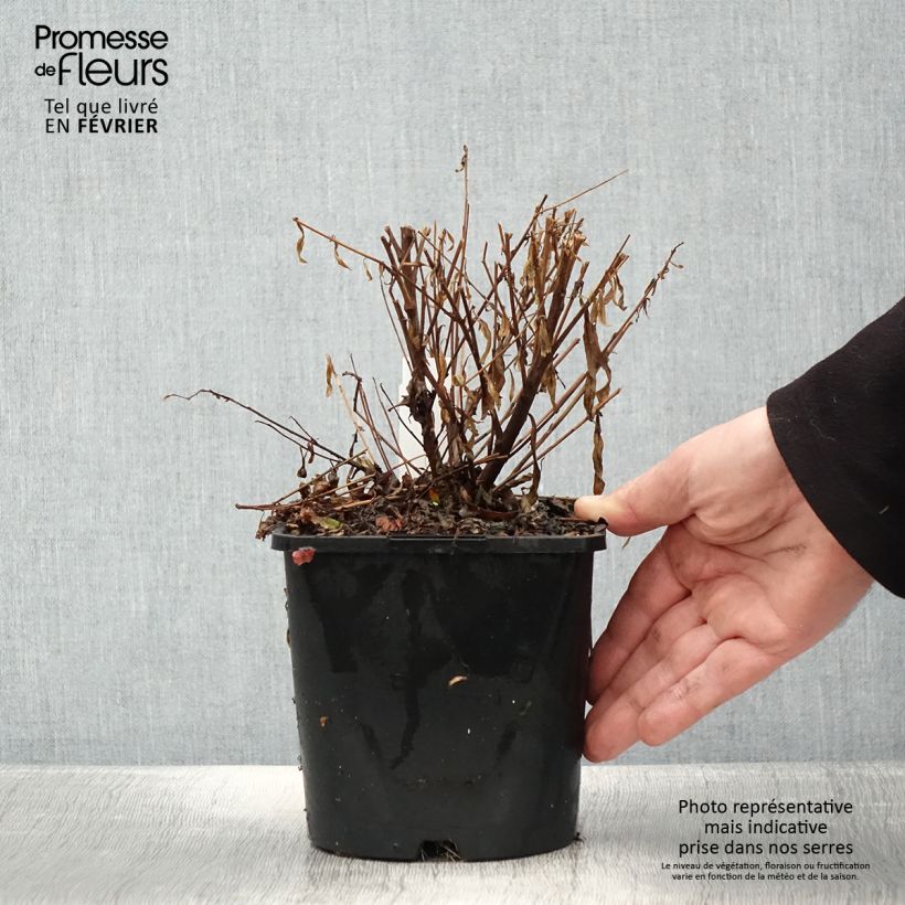 Example of Gaura lindheimeri Baby Butterfly Dark Pink - Gaura de Lindheimer nain Pot van 2 l/3 l as you get in hiver