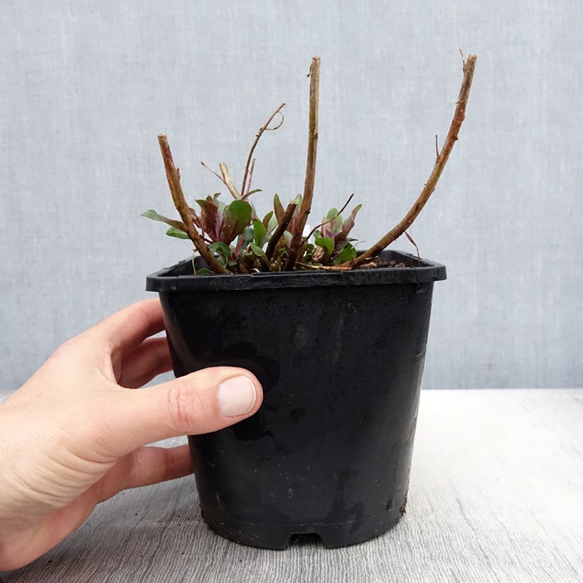 Exemplaar van Gaura lindheimeri Baby Butterfly Dark Pink - Prachtkaars Pot van 2 l/3 l zoals geleverd in de lente