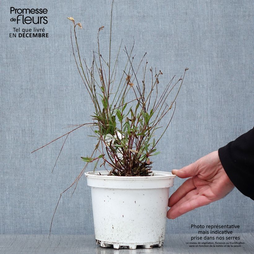 Exemplaar van Gaura lindheimeri Wit - Prachtkaars Pot van 2 l/3 l zoals geleverd in de herfst
