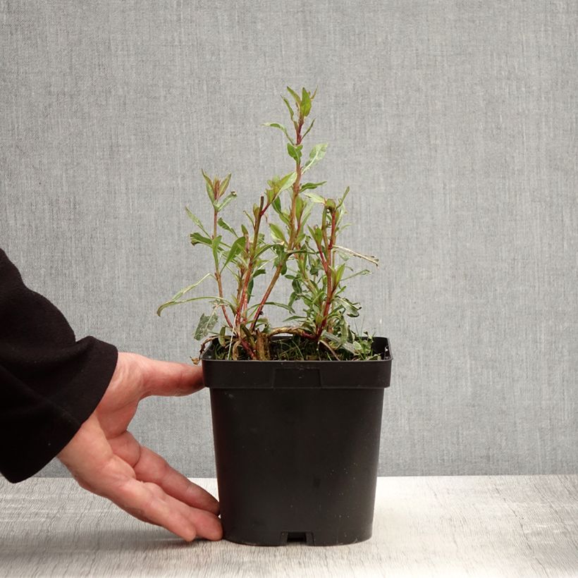 Exemplaar van Gaura lindheimeri Snowstorm - Prachtkaars Pot van 2 l/3 l zoals geleverd in de lente